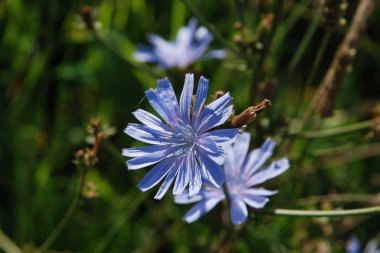 Centaurea, Saster familyasından bir bitki cinsidir.