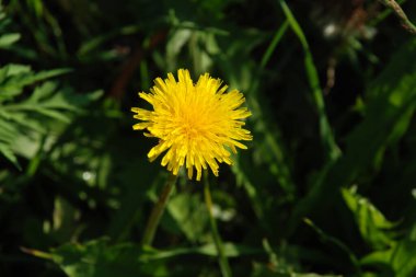 Karahindiba, karahindiba, Asteraceae ailesinin karahindiba familyasından uzun ömürlü bir bitkidir.