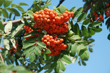 Yaygın dağ külleri (Sorbus aucuparia) 
