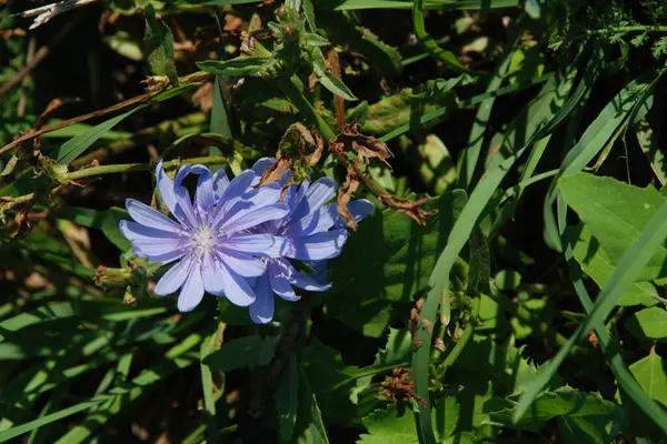 Centaurea, Saster familyasından bir bitki cinsidir.