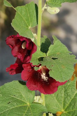 Malva, veya mallow (lat. Mlva)