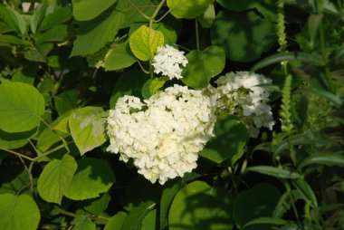 Hydrangea (Hydrangea) is a genus of flowering plants of the Hydrangea family