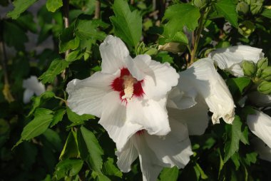 Malva, veya mallow (lat. Mlva)