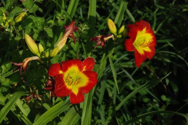 Lily (Lilium, Ukraynalı halk ismi Lily) 
