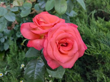 Kırmızı gül (Latin Rosa L.)