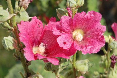 Malva, veya mallow (lat. Mlva)