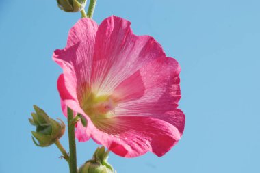 Malva, veya mallow (lat. Mlva)