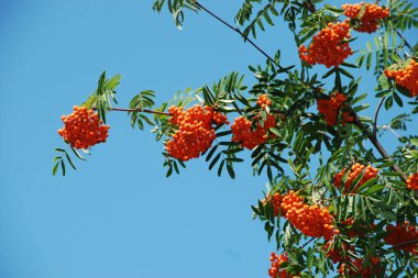Yaygın dağ külleri (Sorbus aucuparia) 