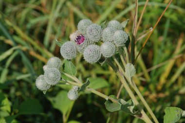 Burdock (