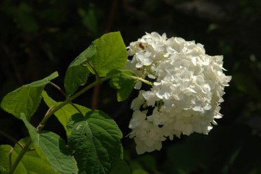 Hydrangea (Hydrangea) is a genus of flowering plants of the Hydrangea family