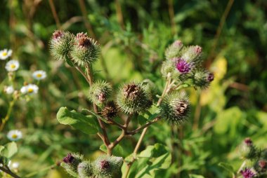 Burdock (
