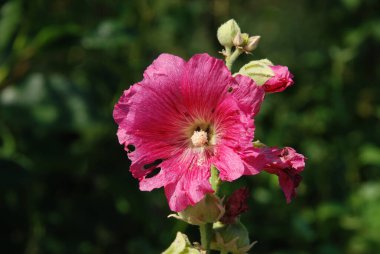Malva, veya mallow (lat. Mlva)