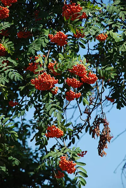 Yaygın dağ külleri (Sorbus aucuparia) 