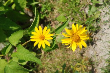 Bahçe ayçiçeği (