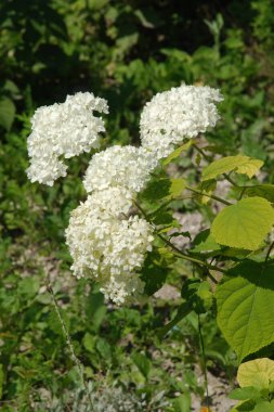 Hydrangea (Hydrangea) is a genus of flowering plants of the Hydrangea family