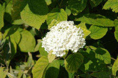 Hydrangea (Hydrangea) is a genus of flowering plants of the Hydrangea family