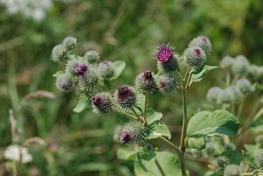 Burdock (