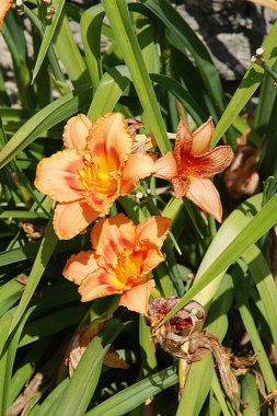 Lily (Lilium, Ukraynalı halk ismi Lily) 