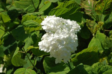 Hydrangea (Hydrangea) is a genus of flowering plants of the Hydrangea family
