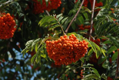 Yaygın dağ külleri (Sorbus aucuparia) 