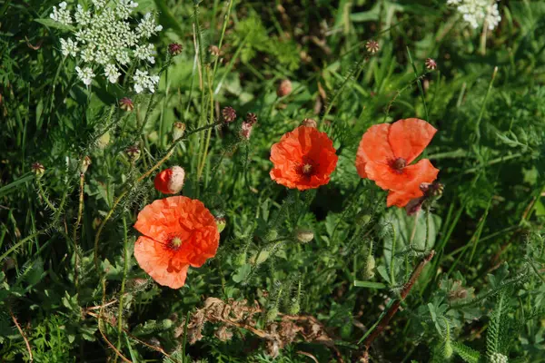 stock image Oriental poppy (Papaver orientale)  