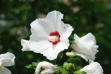 Malva, veya mallow (lat. Mlva)