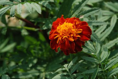 Kadife çiçekleri (