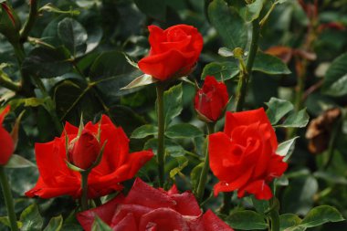 Kırmızı gül (Latin Rosa L.)