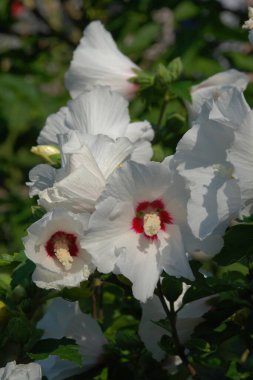 Malva, veya mallow (lat. Mlva)