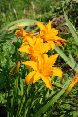 Lily (Lilium, Ukraynalı halk ismi Lily) 