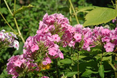 Phlox (lat. Phlox, Polemoniaceae familyasından güzel çiçekli bir bitki cinsidir..