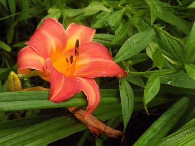 Lily (Lilium, Ukraynalı halk ismi Lily) 