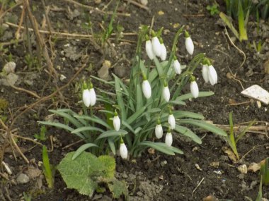 Yaygın kar damlası, beyaz kar damlası (Galanthus nivalis)          