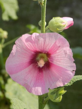  Malva, veya mallow (lat. Mlva)         