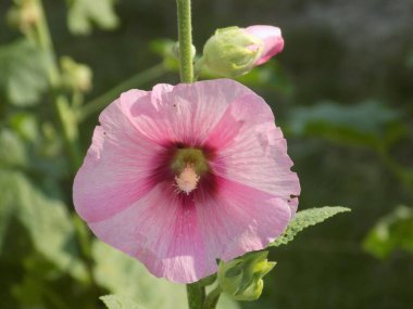  Malva, veya mallow (lat. Mlva)         