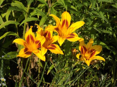 Lily (Lilium, Ukraynalı halk ismi Lily) 