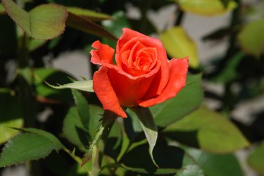 Kırmızı gül (Latin Rosa L.)