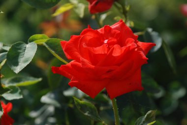 Kırmızı gül (Latin Rosa L.)