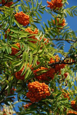 Yaygın dağ külleri (Sorbus aucuparia) 