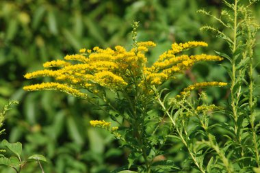Golden Cowl Canadian (Latin Solidgo canadnsis), bloom, family astropeus, flowers, general view, genus goldenrod, green, leaves, or composite, taç yaprakları, plant, weed, wild, yellow