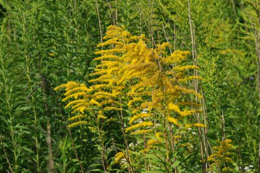 Golden Cowl Canadian (Latin Solidgo canadnsis), bloom, family astropeus, flowers, general view, genus goldenrod, green, leaves, or composite, taç yaprakları, plant, weed, wild, yellow
