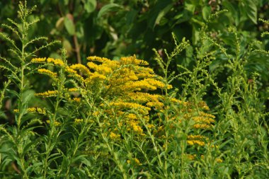Golden Cowl Canadian (Latin Solidgo canadnsis), bloom, family astropeus, flowers, general view, genus goldenrod, green, leaves, or composite, taç yaprakları, plant, weed, wild, yellow
