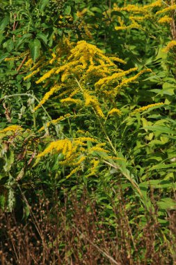 Golden Cowl Canadian (Latin Solidgo canadnsis), bloom, family astropeus, flowers, general view, genus goldenrod, green, leaves, or composite, taç yaprakları, plant, weed, wild, yellow