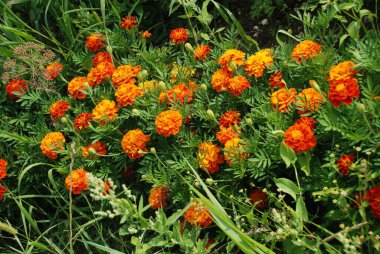 Kadife çiçekleri (