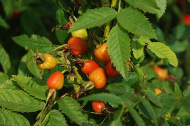 Rosehip (Rosa canina L.), gülgiller (Felidae) familyasından bir bitki türü..