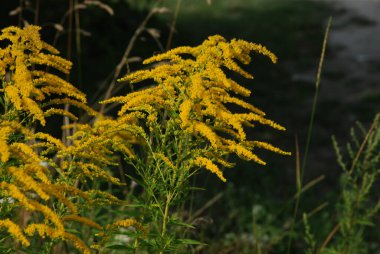 Golden Cowl Canadian (Latin Solidgo canadnsis), bloom, family astropeus, flowers, general view, genus goldenrod, green, leaves, or composite, taç yaprakları, plant, weed, wild, yellow