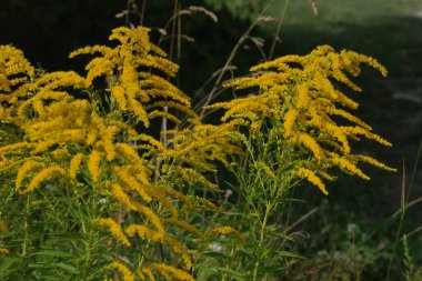 Golden Cowl Canadian (Latin Solidgo canadnsis), bloom, family astropeus, flowers, general view, genus goldenrod, green, leaves, or composite, taç yaprakları, plant, weed, wild, yellow