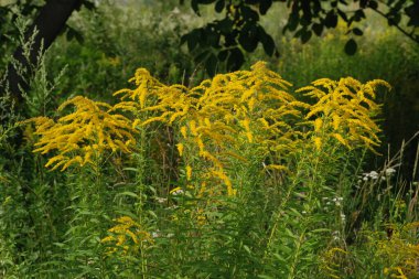 Golden Cowl Canadian (Latin Solidgo canadnsis), bloom, family astropeus, flowers, general view, genus goldenrod, green, leaves, or composite, taç yaprakları, plant, weed, wild, yellow