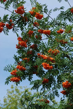 Yaygın dağ külleri (Sorbus aucuparia) 