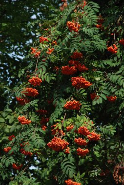 Common mountain ash (Sorbus aucuparia) 